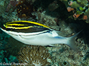 %_tempFileName2012-07-06_3_Buaya_Island_Croodile_Cave%20(36)%