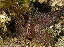 %_tempFileName2012-07-07_1_Kawula_Island_Sizzler%20(12)%