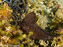 %_tempFileName2012-07-07_1_Kawula_Island_Sizzler%20(13)%