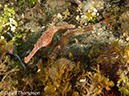 %_tempFileName2012-07-07_1_Kawula_Island_Sizzler%20(17)%