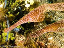 %_tempFileName2012-07-07_1_Kawula_Island_Sizzler%20(18)%