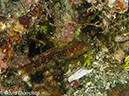 %_tempFileName2012-07-07_1_Kawula_Island_Sizzler%20(21)%