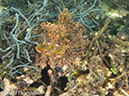 %_tempFileName2012-07-07_1_Kawula_Island_Sizzler%20(25)%