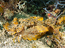 %_tempFileName2012-07-07_1_Kawula_Island_Sizzler%20(36)%
