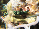 %_tempFileName2012-07-07_1_Kawula_Island_Sizzler%20(39)%