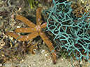 %_tempFileName2012-07-07_1_Kawula_Island_Sizzler%20(4)%