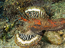 %_tempFileName2012-07-07_1_Kawula_Island_Sizzler%20(49)%