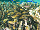 %_tempFileName2012-07-07_1_Kawula_Island_Sizzler%20(57)%