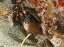 %_tempFileName2012-07-07_1_Kawula_Island_Sizzler%20(72)%
