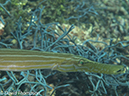 %_tempFileName2012-07-07_1_Kawula_Island_Sizzler%20(76)%