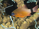 %_tempFileName2012-07-07_1_Kawula_Island_Sizzler%20(78)%