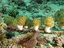 %_tempFileName2012-07-07_2_Kawula_Island_Sizzler%20(12)%