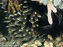 %_tempFileName2012-07-07_2_Kawula_Island_Sizzler%20(16)%