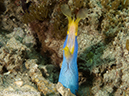 %_tempFileName2012-07-07_2_Kawula_Island_Sizzler%20(24)%