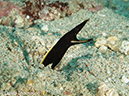 %_tempFileName2012-07-07_2_Kawula_Island_Sizzler%20(33)%