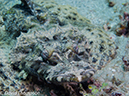 %_tempFileName2012-07-07_2_Kawula_Island_Sizzler%20(50)%
