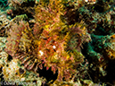 %_tempFileName2012-07-07_2_Kawula_Island_Sizzler%20(6)%