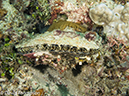 %_tempFileName2012-07-07_2_Kawula_Island_Sizzler%20(65)%
