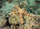 %_tempFileName2012-07-07_2_Kawula_Island_Sizzler%20(9)%
