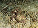 %_tempFileName2012-07-07_3_Kawula_Island_Sizzle_Manderin_Fish%20(13)%
