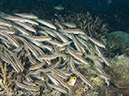 %_tempFileName2012-07-07_3_Kawula_Island_Sizzle_Manderin_Fish%20(16)%