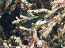 %_tempFileName2012-07-07_3_Kawula_Island_Sizzle_Manderin_Fish%20(19)%