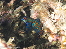 %_tempFileName2012-07-07_3_Kawula_Island_Sizzle_Manderin_Fish%20(25)%