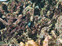 %_tempFileName2012-07-07_3_Kawula_Island_Sizzle_Manderin_Fish%20(31)%