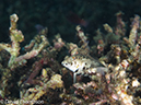 %_tempFileName2012-07-07_3_Kawula_Island_Sizzle_Manderin_Fish%20(4)%
