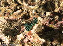 %_tempFileName2012-07-07_3_Kawula_Island_Sizzle_Manderin_Fish%20(40)%