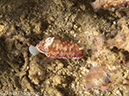 %_tempFileName2012-07-07_3_Kawula_Island_Sizzle_Manderin_Fish%20(7)%
