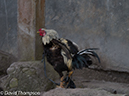 %_tempFileName2012-07-08_0_Flores_Island%20(4)%