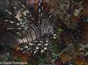 %_tempFileName2012-07-08_1_Maumere_Bay_Palau_Bali%20(17)%