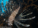 %_tempFileName2012-07-08_1_Maumere_Bay_Palau_Bali%20(2)%