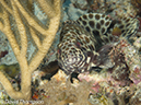 %_tempFileName2012-07-08_1_Maumere_Bay_Palau_Bali%20(21)%