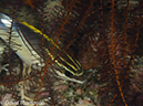 %_tempFileName2012-07-08_1_Maumere_Bay_Palau_Bali%20(22)%