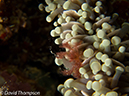 %_tempFileName2012-07-08_1_Maumere_Bay_Palau_Bali%20(28)%