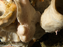 %_tempFileName2012-07-08_1_Maumere_Bay_Palau_Bali%20(36)%