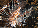%_tempFileName2012-07-08_1_Maumere_Bay_Palau_Bali%20(4)%