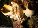 %_tempFileName2012-07-08_1_Maumere_Bay_Palau_Bali%20(42)%