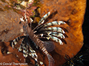 %_tempFileName2012-07-08_1_Maumere_Bay_Palau_Bali%20(49)%