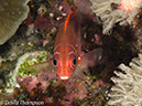 %_tempFileName2012-07-08_1_Maumere_Bay_Palau_Bali%20(9)%
