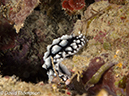 %_tempFileName2012-07-08_2_Maumere_Bay_Pengabatang_Island%20(23)%