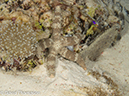%_tempFileName2012-07-08_2_Maumere_Bay_Pengabatang_Island%20(24)%