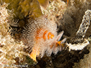 %_tempFileName2012-07-08_2_Maumere_Bay_Pengabatang_Island%20(27)%