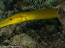 %_tempFileName2012-07-08_2_Maumere_Bay_Pengabatang_Island%20(29)%