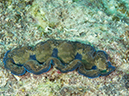 %_tempFileName2012-07-08_2_Maumere_Bay_Pengabatang_Island%20(3)%