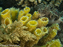 %_tempFileName2012-07-08_2_Maumere_Bay_Pengabatang_Island%20(30)%