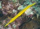 %_tempFileName2012-07-08_2_Maumere_Bay_Pengabatang_Island%20(36)%