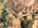 %_tempFileName2012-07-08_2_Maumere_Bay_Pengabatang_Island%20(39)%
